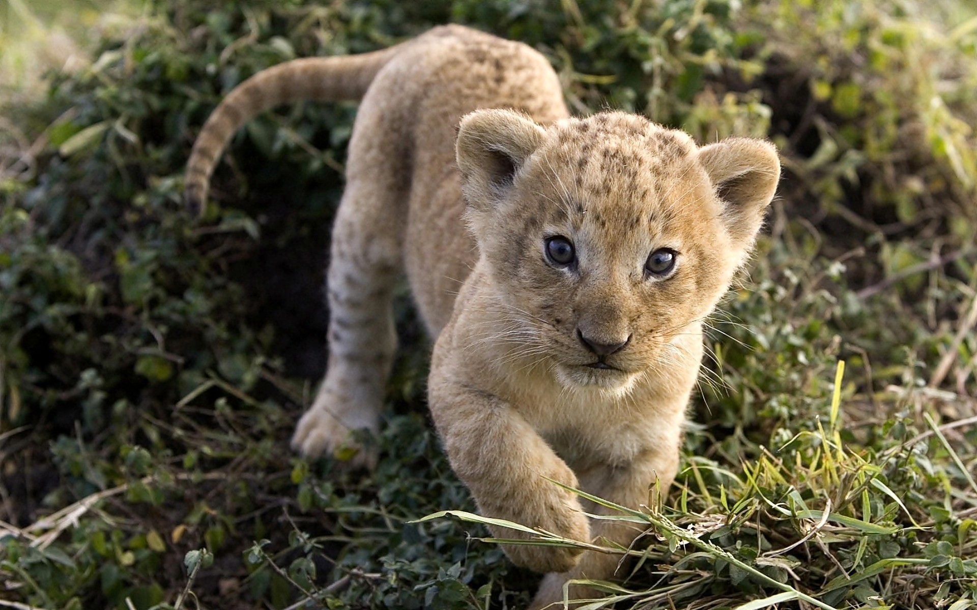 animals, Cubs, Lions Wallpaper