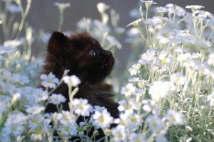 black, Flowers, Cats, Blue, Eyes, Kittens