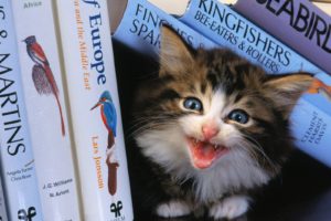 book, Cat