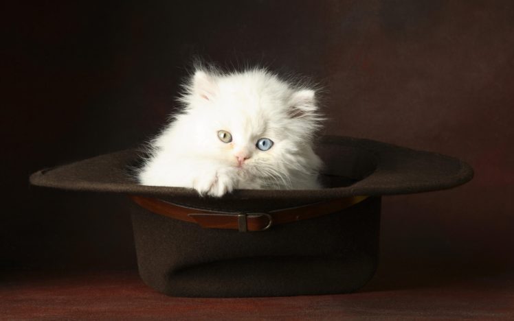 cat, In, The, Hat HD Wallpaper Desktop Background