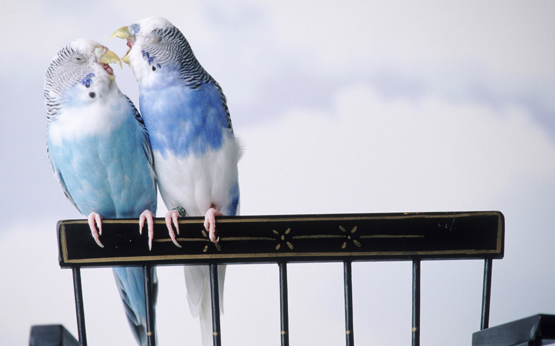 cantankerous, Parakeets Wallpaper