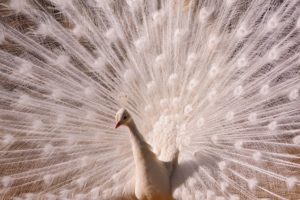 white, Peacock, Tail, Feathers, Pattern, Texture