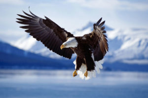 bald, Eagle, In, Flight, Alaska