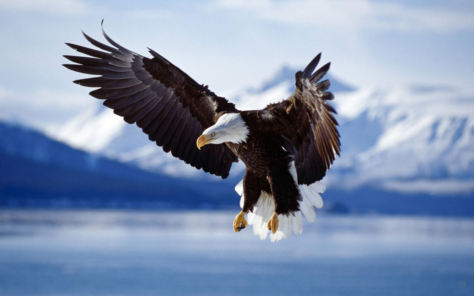 bald, Eagle, In, Flight, Alaska Wallpaper