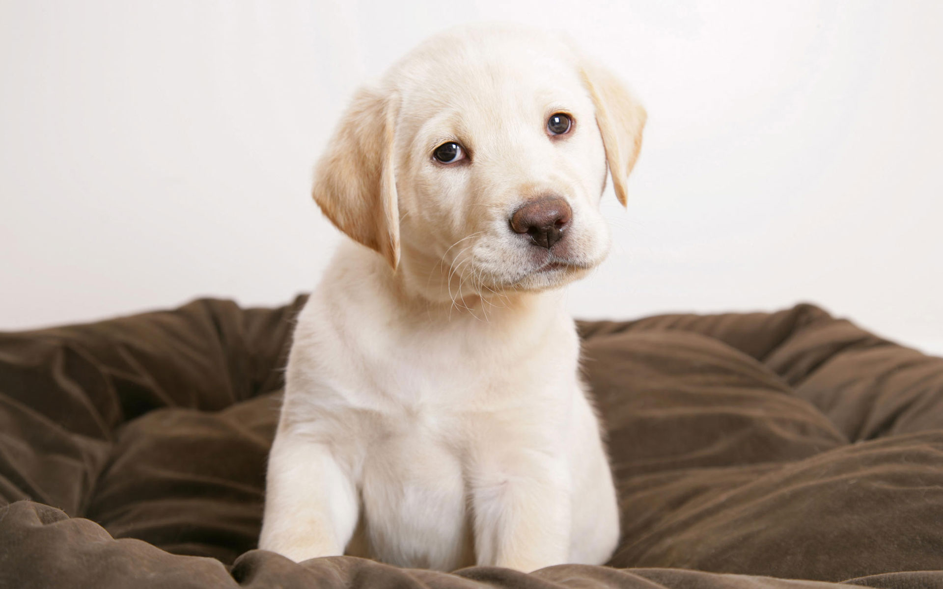 cute, Puppy, Eyes Wallpaper