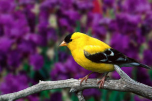 male, American, Goldfinch