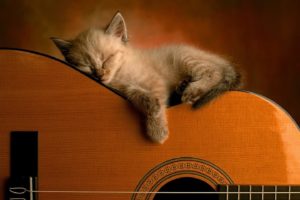 cute, Cat, Sleep, Guitar, Music, Kitty, Baby