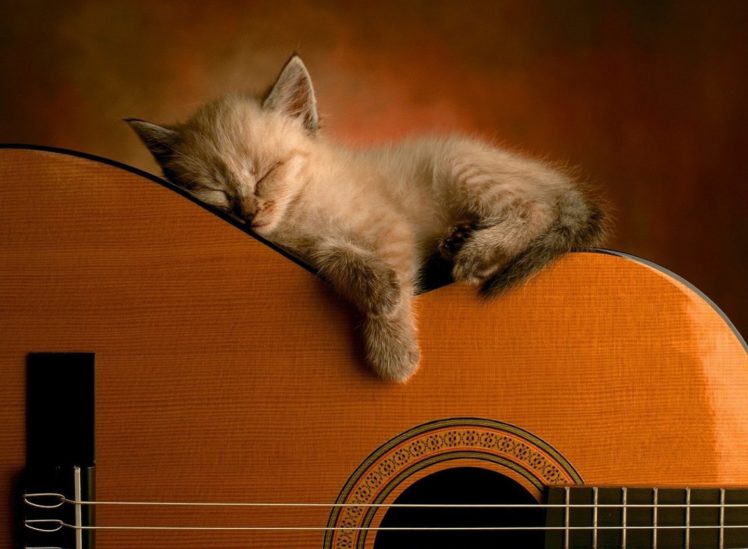 cute, Cat, Sleep, Guitar, Music, Kitty, Baby HD Wallpaper Desktop Background