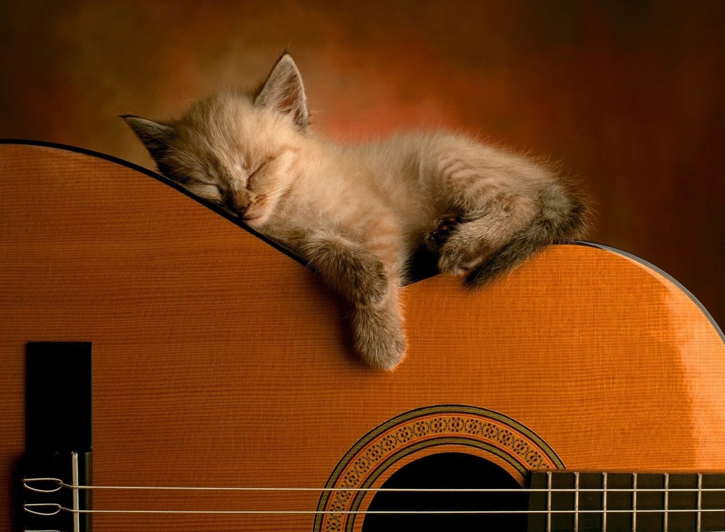cute, Cat, Sleep, Guitar, Music, Kitty, Baby Wallpaper