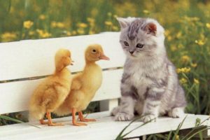 baby, Animals, Cat, Cute, Duck