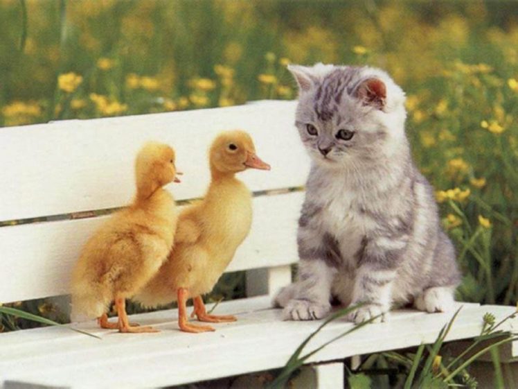 baby, Animals, Cat, Cute, Duck HD Wallpaper Desktop Background