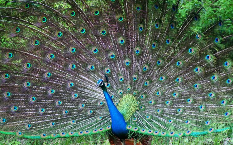 indian, Peafowl HD Wallpaper Desktop Background