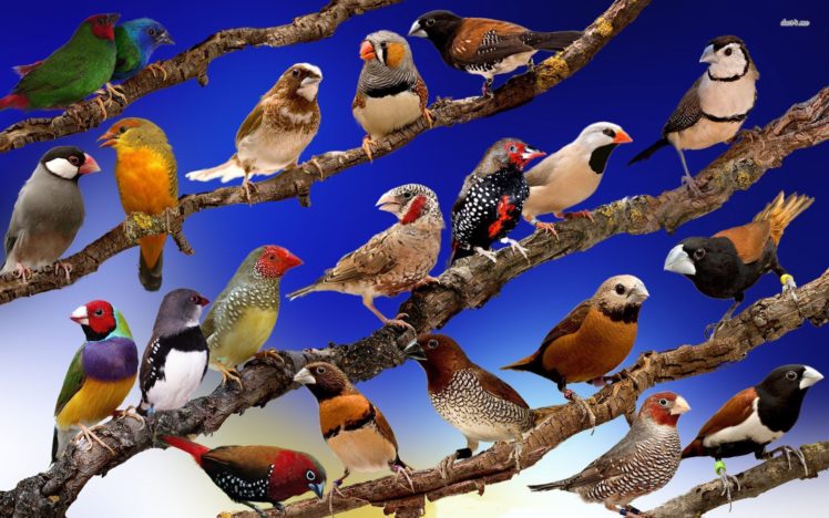birds Wallpapers HD / Desktop and Mobile Backgrounds