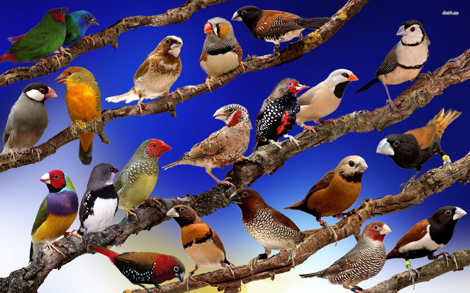 birds Wallpaper