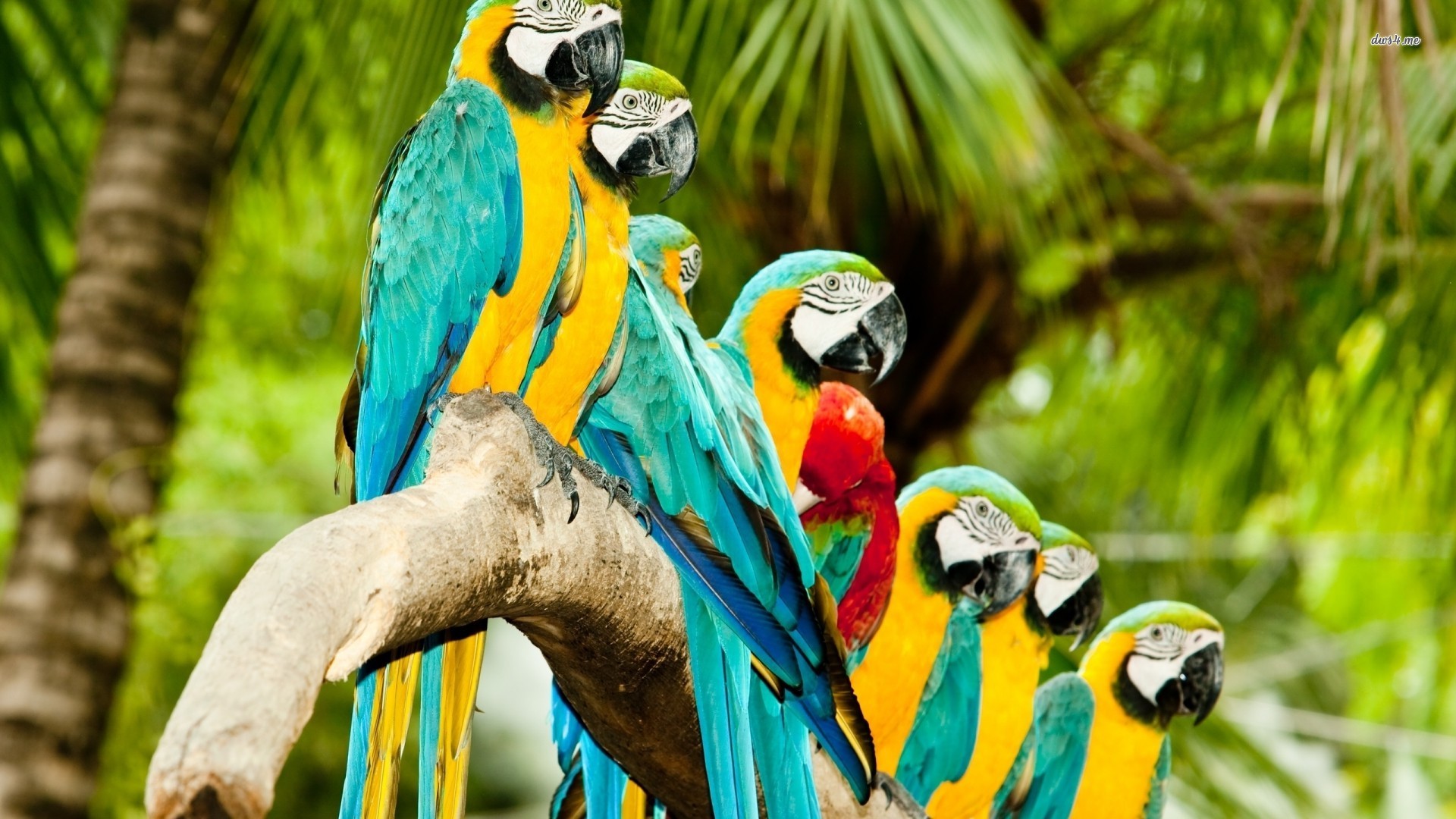 parrots Wallpaper