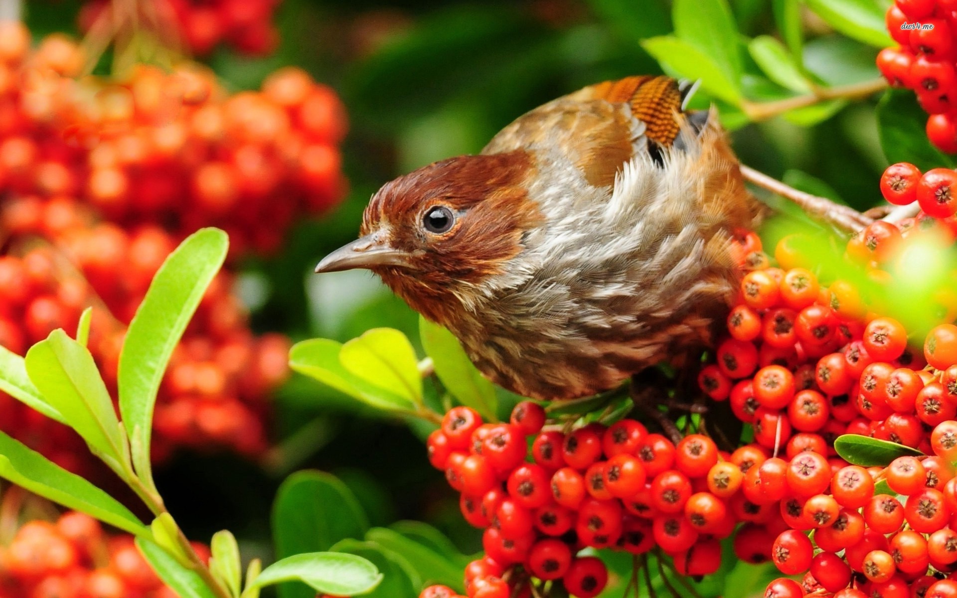 sparrow Wallpaper