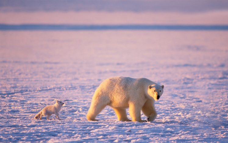 arctic, Polar, Bear, Arctic, Fox, Snow, Winter, Animals, Foxes HD Wallpaper Desktop Background