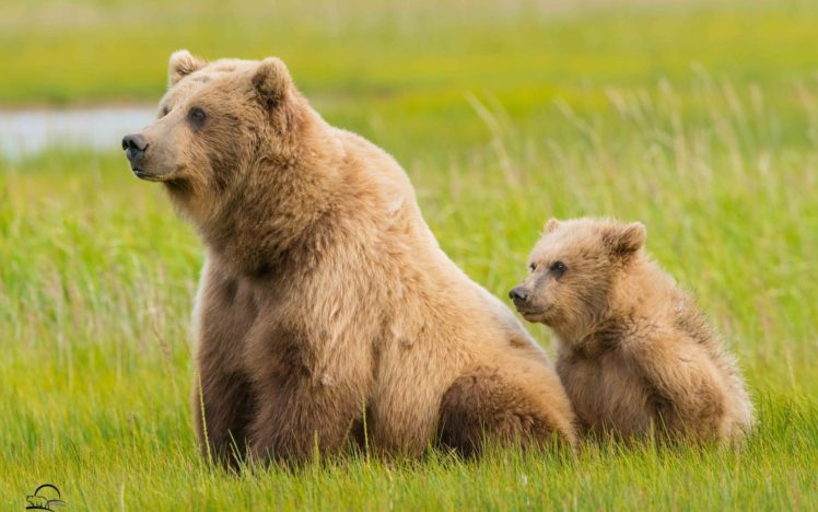 bears, Brown, Grass, Two, Animals, Bear, Baby, Mother, Family HD Wallpaper Desktop Background