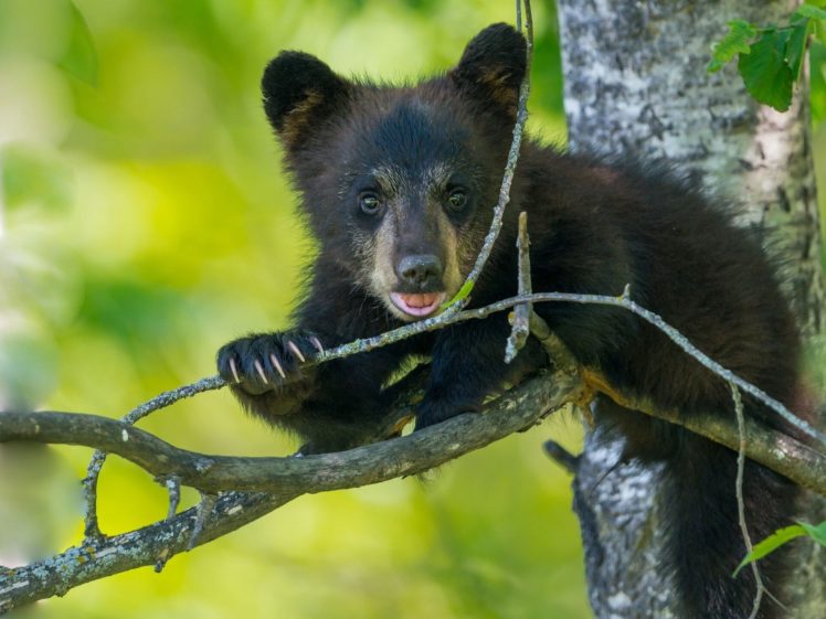 bears, Brown, Trunk, Tree, Branches, Animals, Bear, Cub, Baby, Cute HD Wallpaper Desktop Background