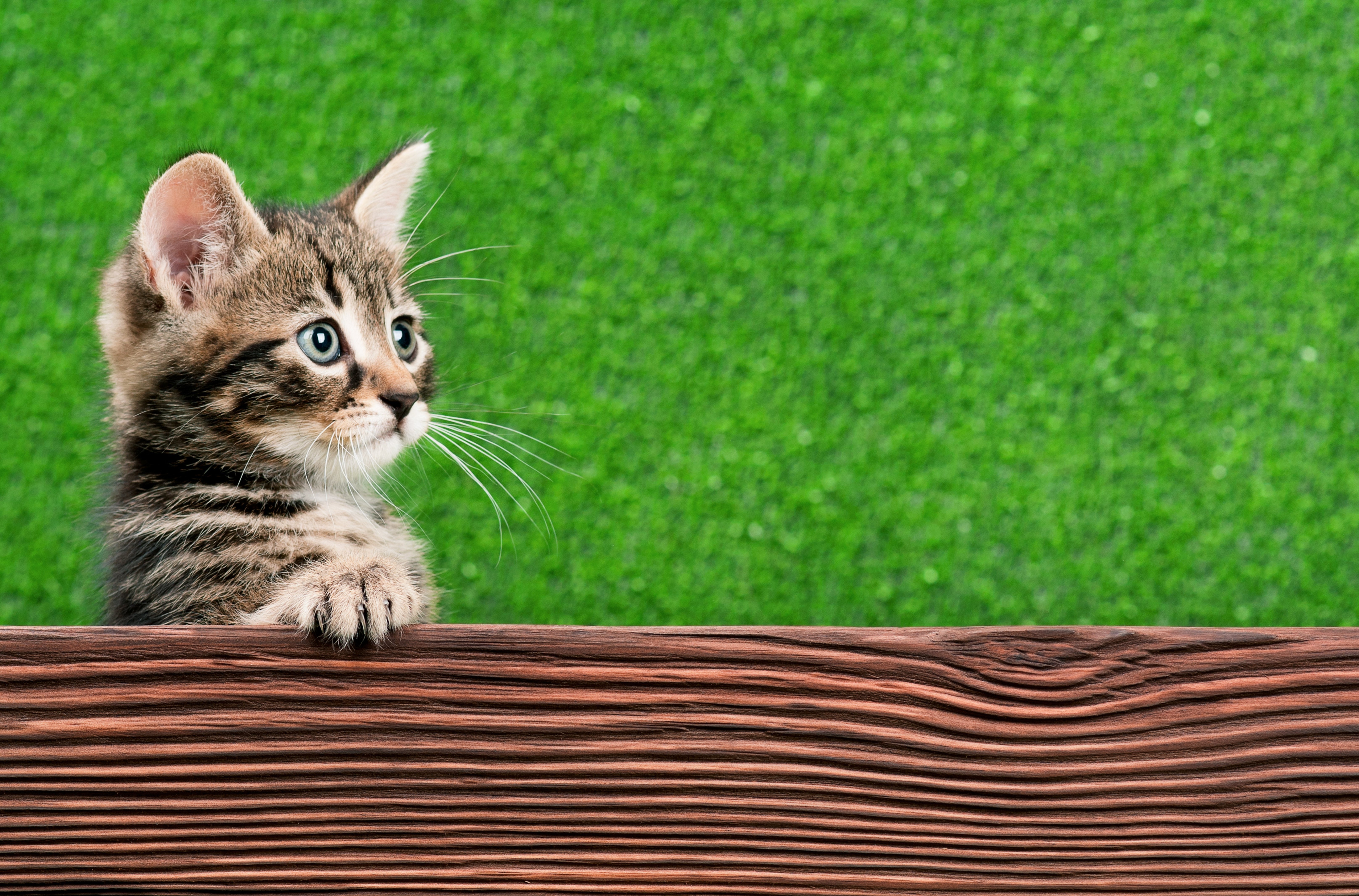 Котенок На Столе Фото