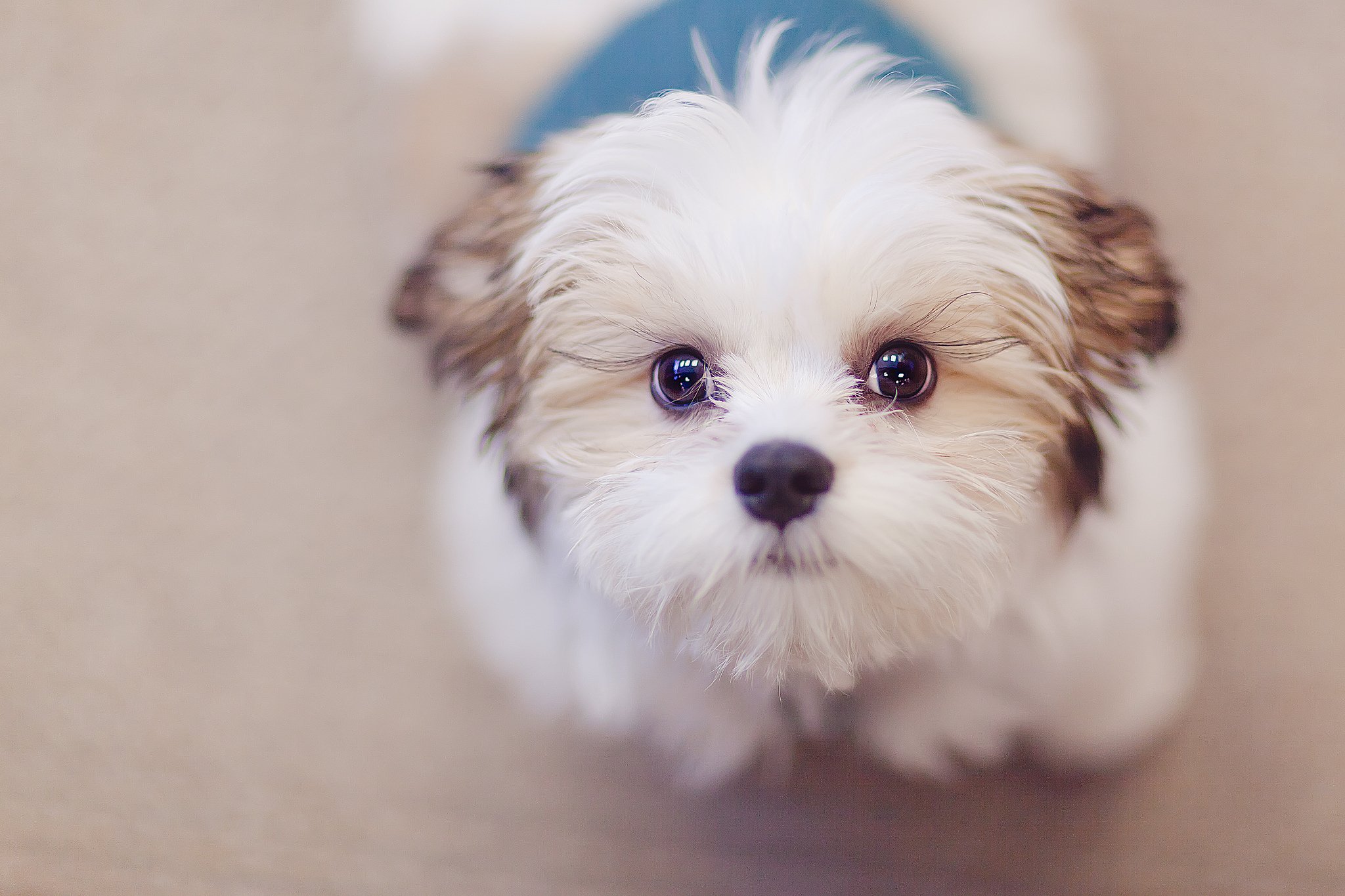 dog, Friend, Look, Face, Eyes Wallpaper