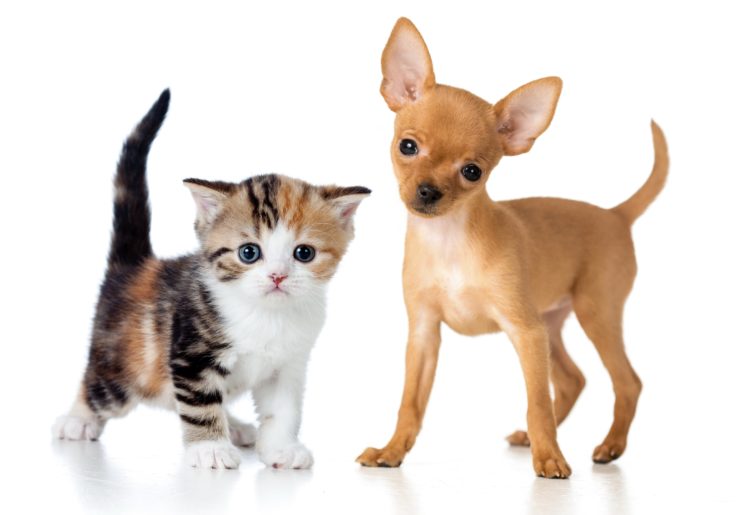 dogs, Cats, Two, Kitten, Puppy, Chihuahua, Animals, Baby HD Wallpaper Desktop Background