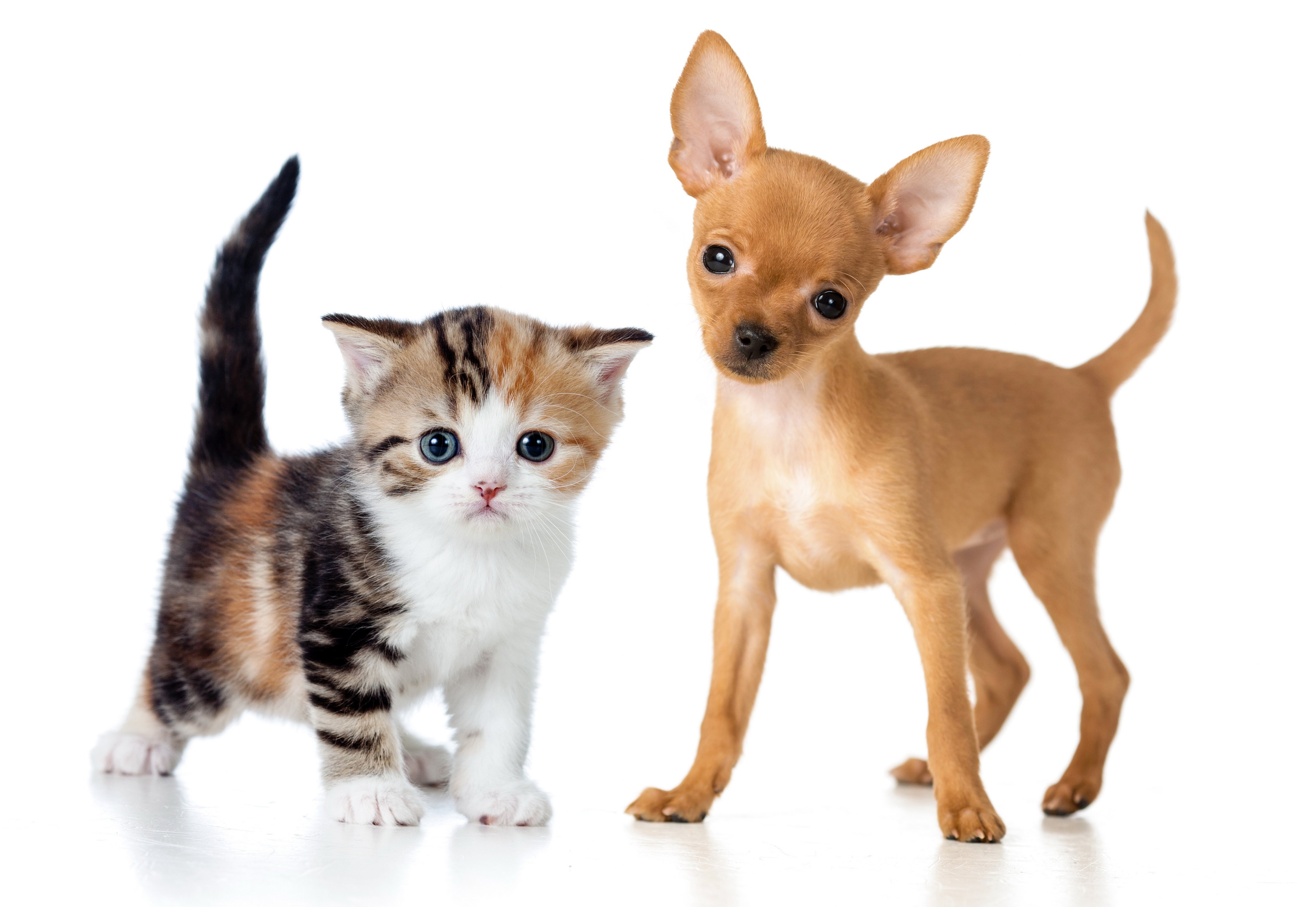 dogs, Cats, Two, Kitten, Puppy, Chihuahua, Animals, Baby Wallpaper