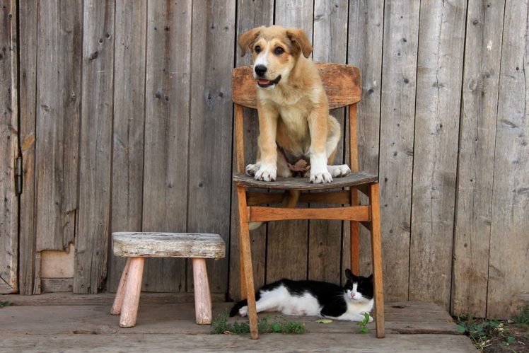 dogs, Puppy, Chairs, Animals, Baby, Cats, Cat HD Wallpaper Desktop Background