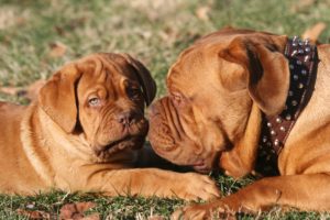 dogs, Dogue, De, Bordeaux, Two, Animals, Puppy, Baby