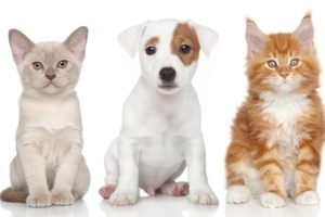 dogs, Cats, Three, 3, Puppy, Kittens, Animals, Kitten, Baby7, Cute
