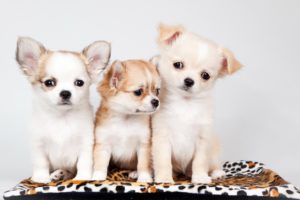 dogs, Puppy, Three, 3, Carpet, Animals, Baby