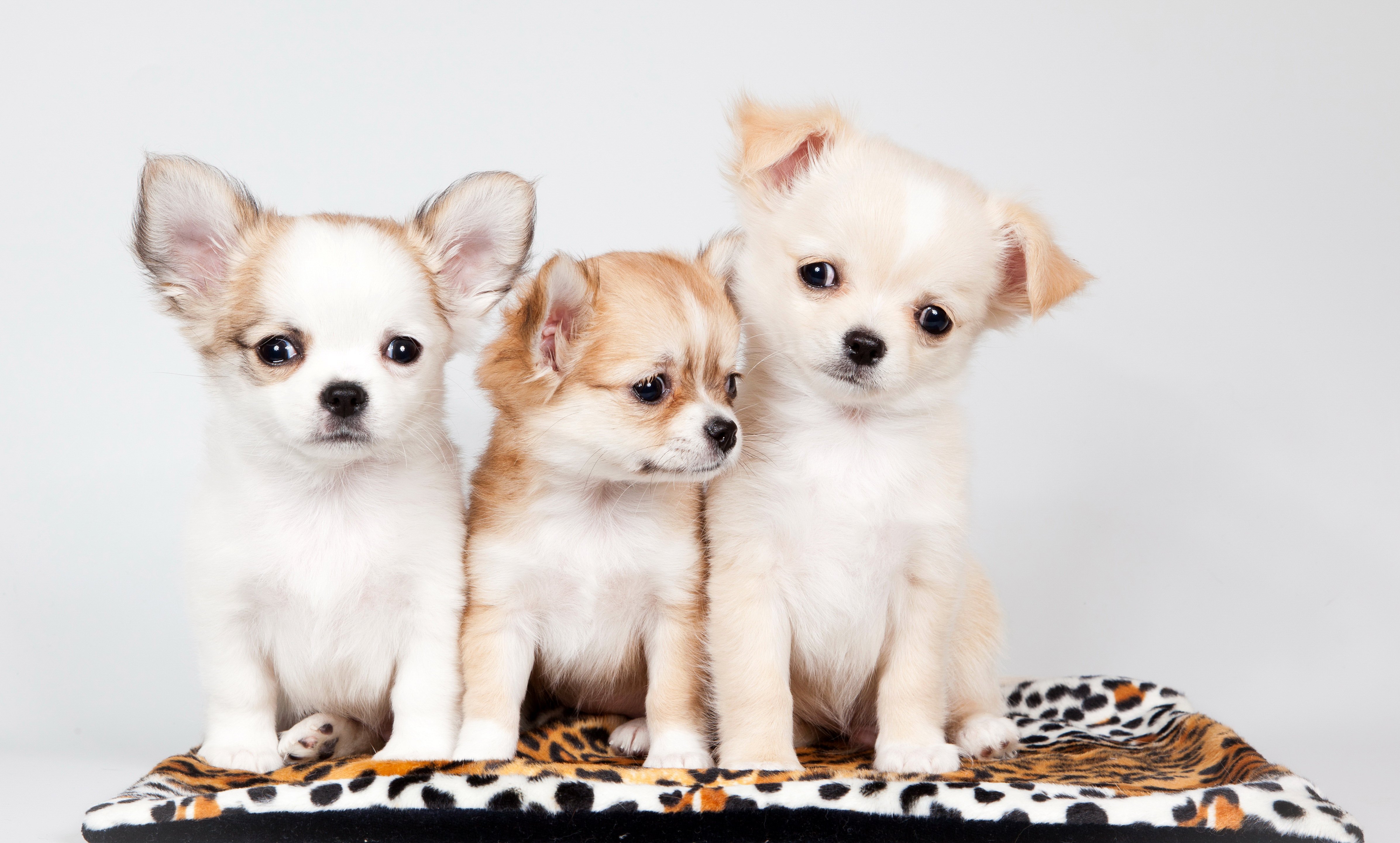 dogs, Puppy, Three, 3, Carpet, Animals, Baby Wallpaper
