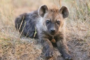 hyena, Cub, Grass, Animals, Cubs, Baby, Predator