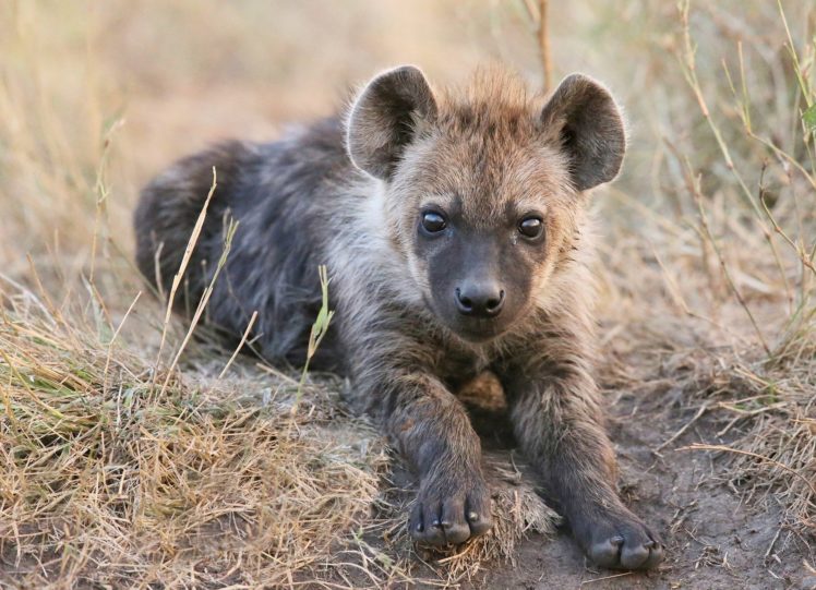 hyena, Cub, Grass, Animals, Cubs, Baby, Predator HD Wallpaper Desktop Background