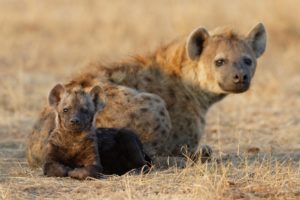 hyena, Cub, Two, Animals, Baby