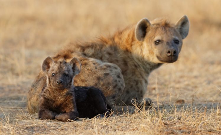 hyena, Cub, Two, Animals, Baby HD Wallpaper Desktop Background