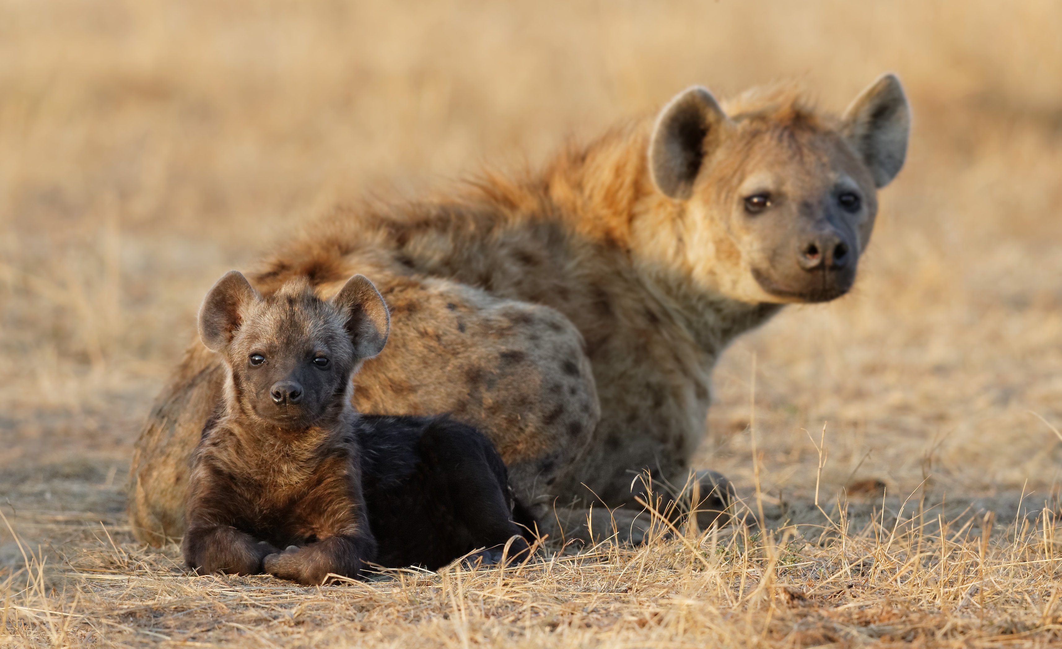 hyena, Cub, Two, Animals, Baby Wallpaper