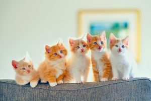kitten, Cats, Cat, Baby, Cute