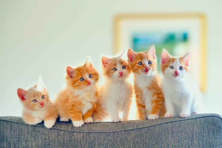 kitten, Cats, Cat, Baby, Cute HD Wallpaper Desktop Background