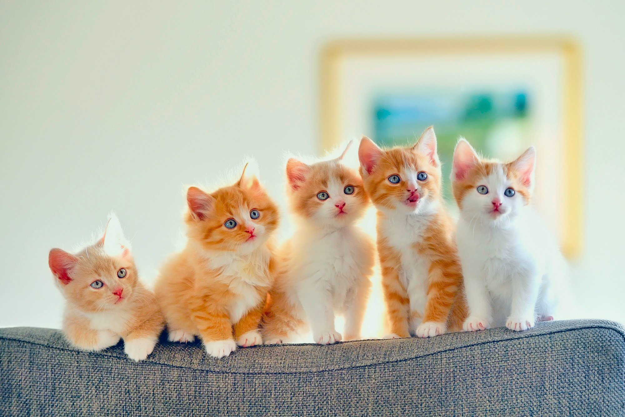 kitten, Cats, Cat, Baby, Cute Wallpaper