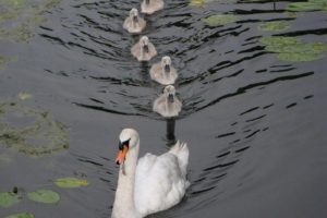 nature, Swans, Swimming, Ripples, Lily, Pads, Baby, Birds, Birds