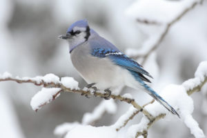 winter, Bird