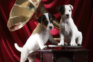 gramophone, Pups