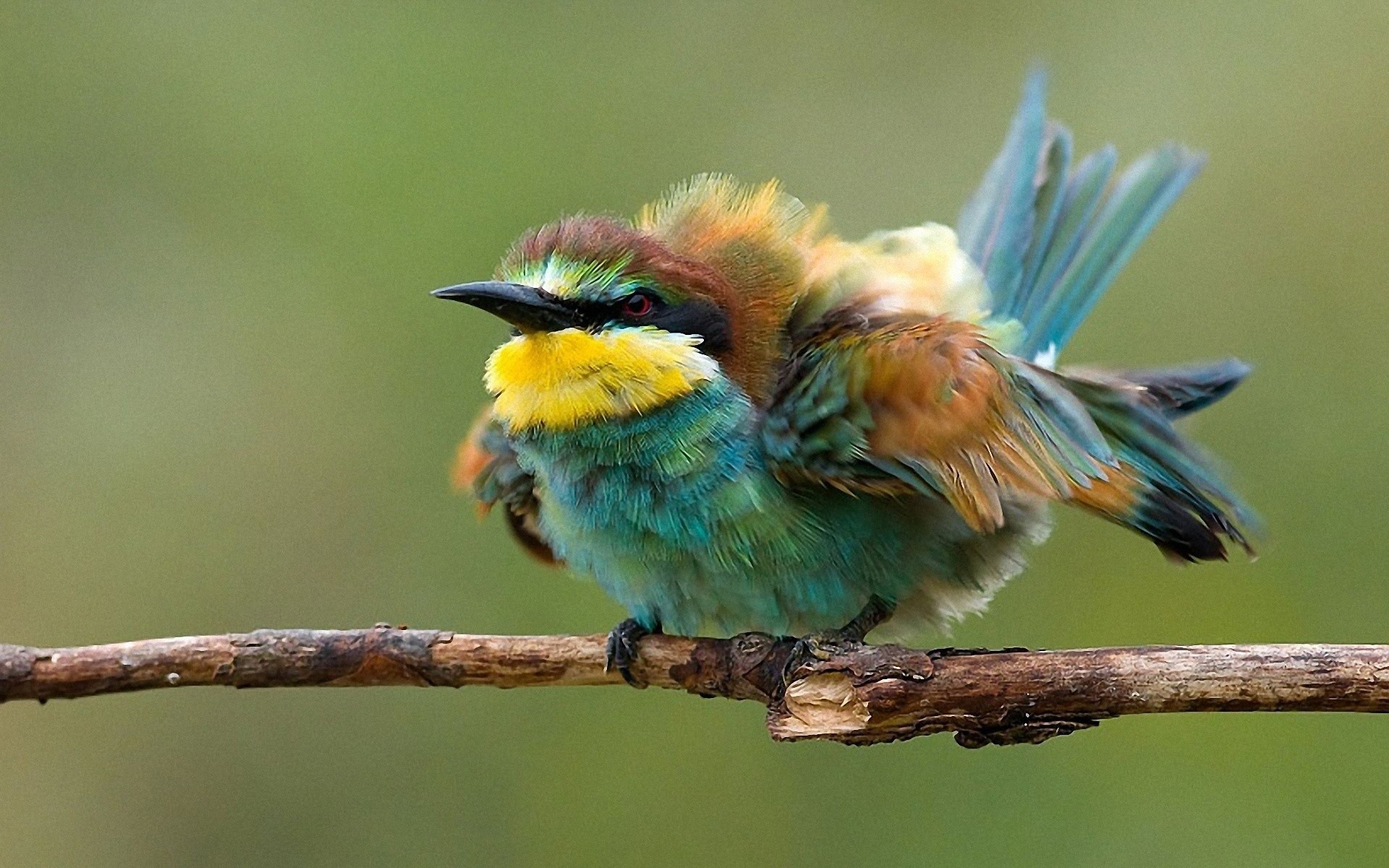 birds, Wildlife, Bee, Eaters, Twig Wallpaper