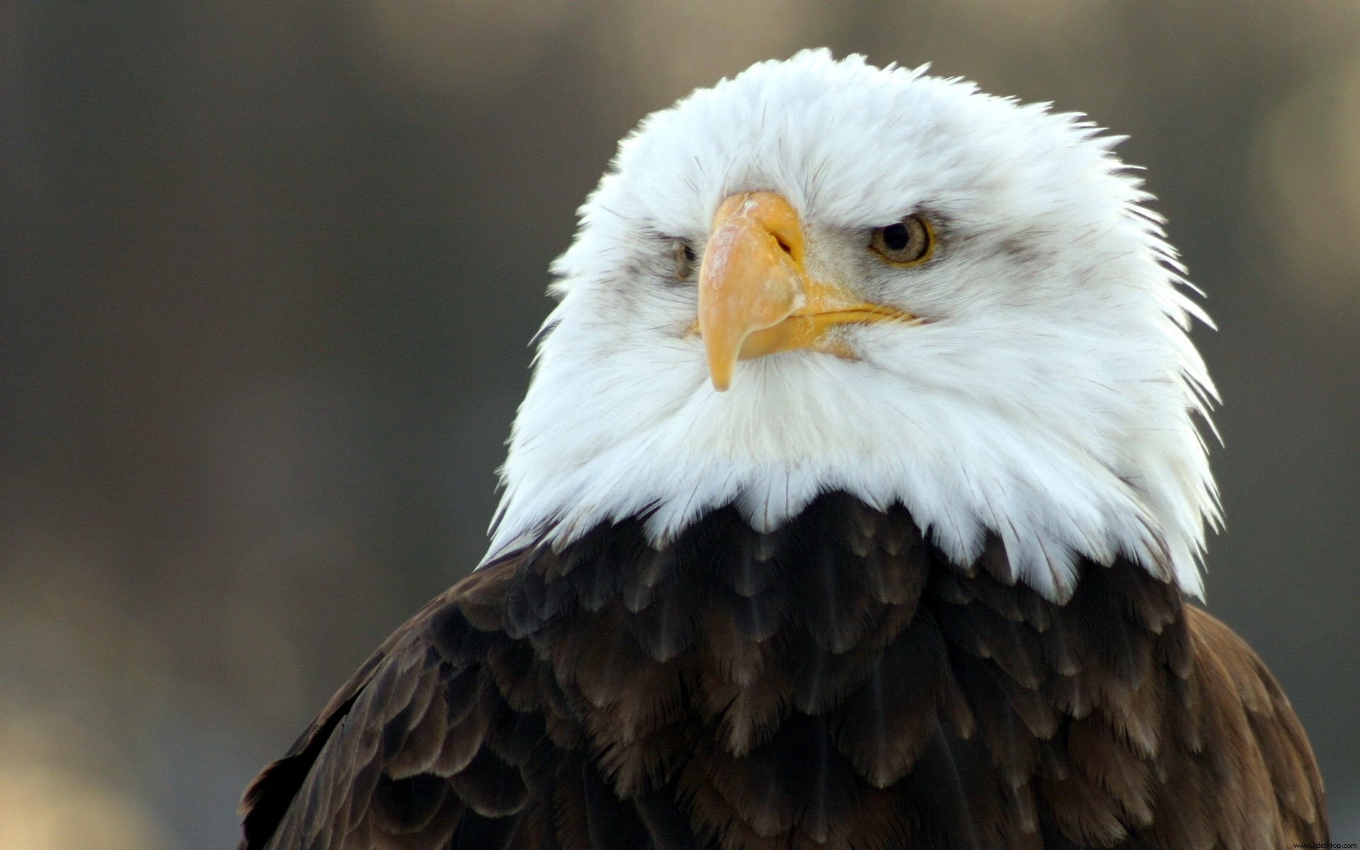 bald, Eagle Wallpaper