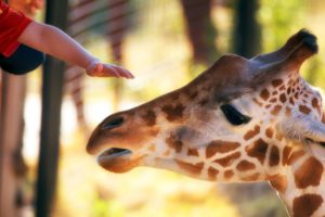 animals, Hands, Giraffes, Children