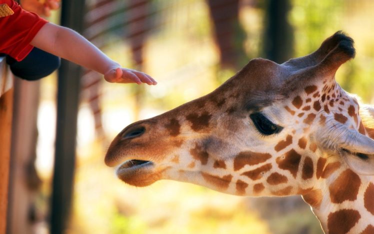 animals, Hands, Giraffes, Children HD Wallpaper Desktop Background