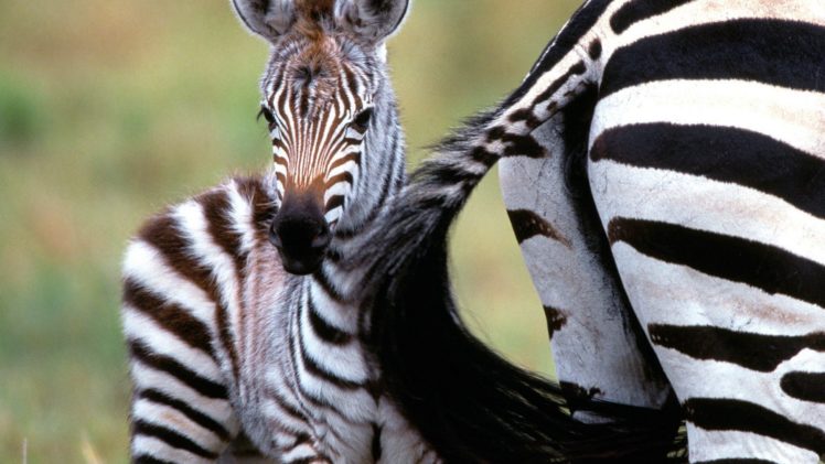 nature, Animals, Wildlife, Zebras, Africa, Kenya HD Wallpaper Desktop Background