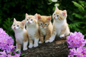 curious, Kittens