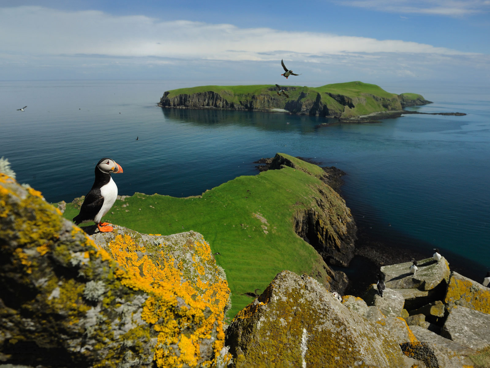 birds, Puffin, Islands Wallpaper